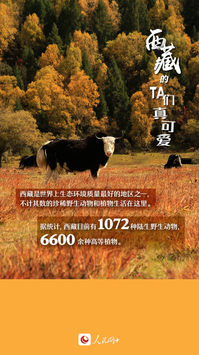 近距離觀察西藏“萌物”，走起！