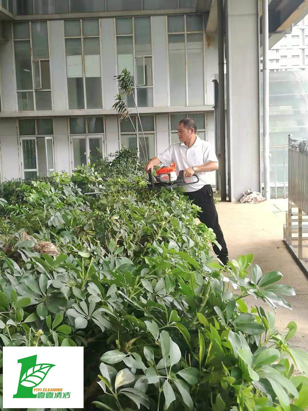 壹壹公司告訴您綠化養(yǎng)護必備修剪技巧？